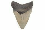 Serrated, Juvenile Megalodon Tooth - North Carolina #196029-1